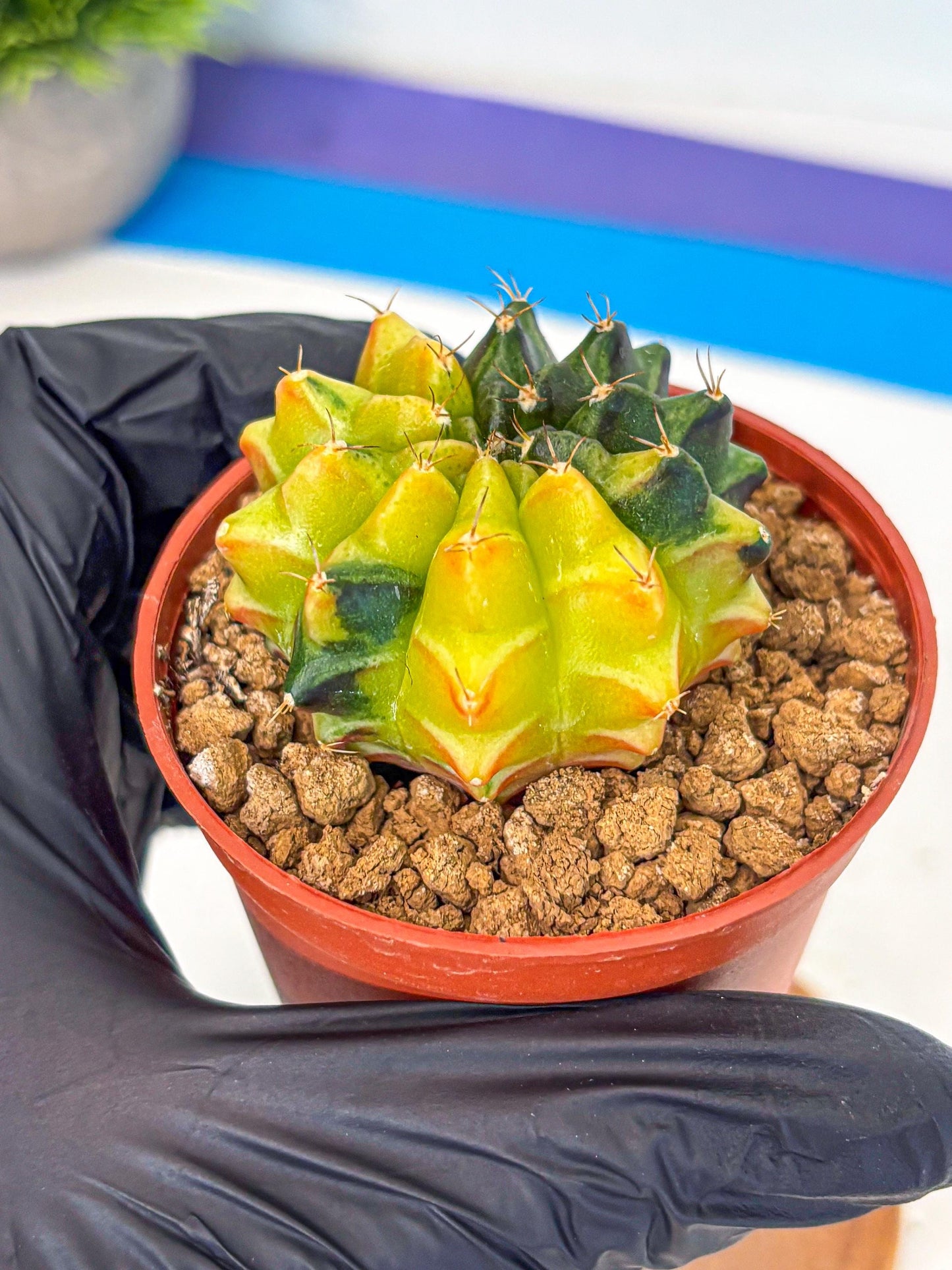 Gymnocalycium Sepia (oo) (bb) | colorful Variegated Cactus