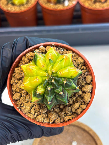 Gymnocalycium Sepia (oo) (bb) | colorful Variegated Cactus