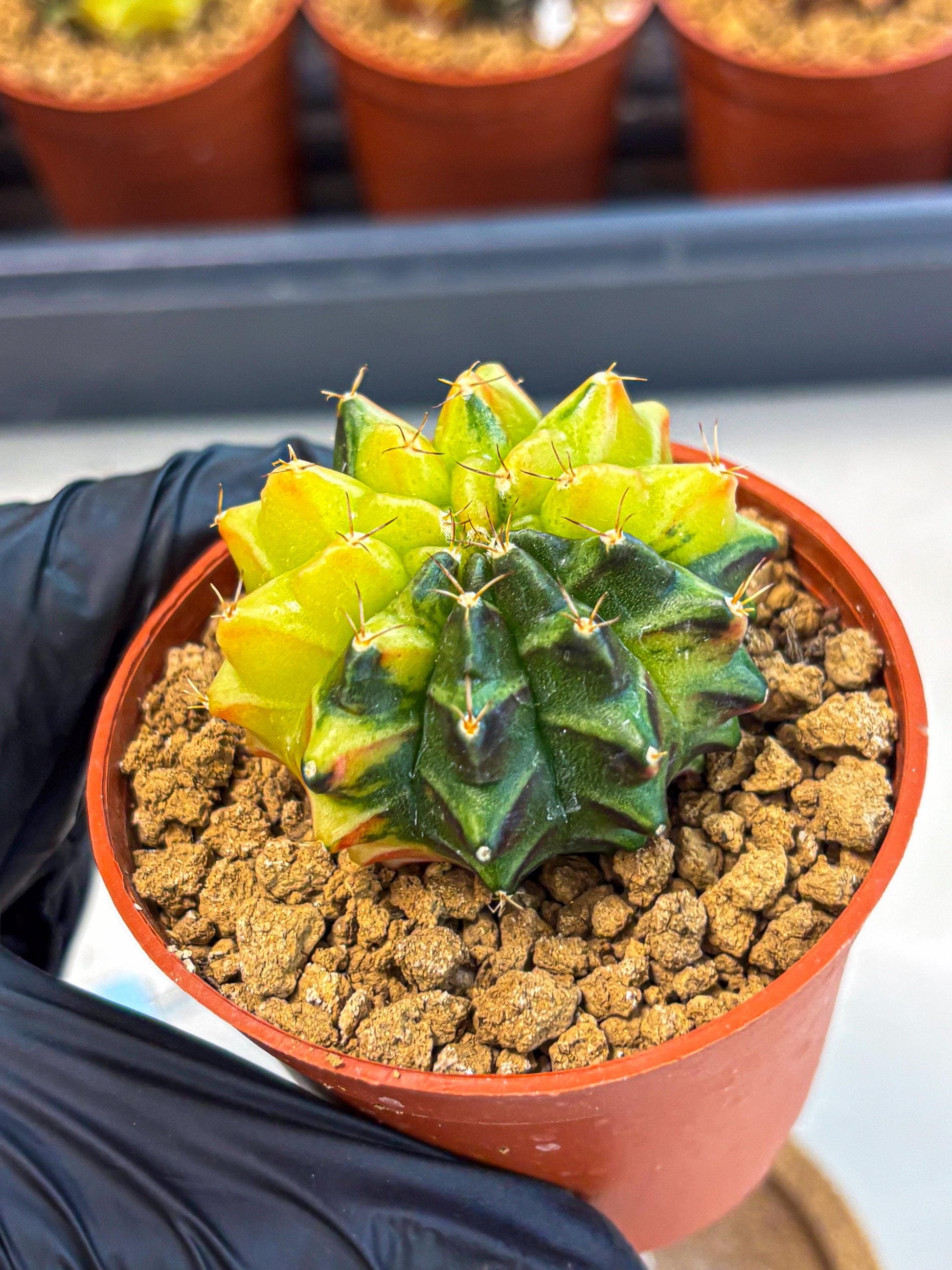 Gymnocalycium Sepia (oo) (bb) | colorful Variegated Cactus