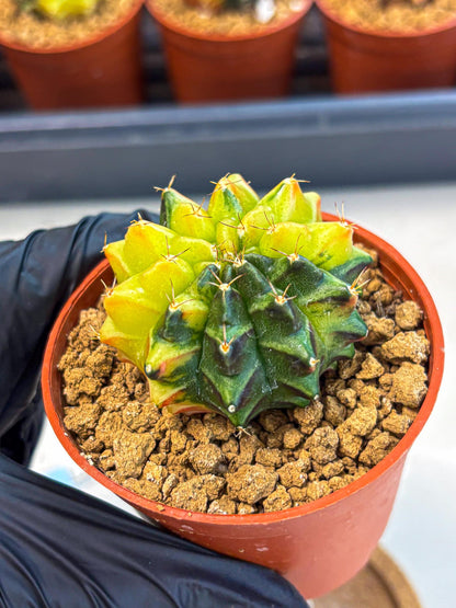Gymnocalycium Sepia (oo) (bb) | colorful Variegated Cactus