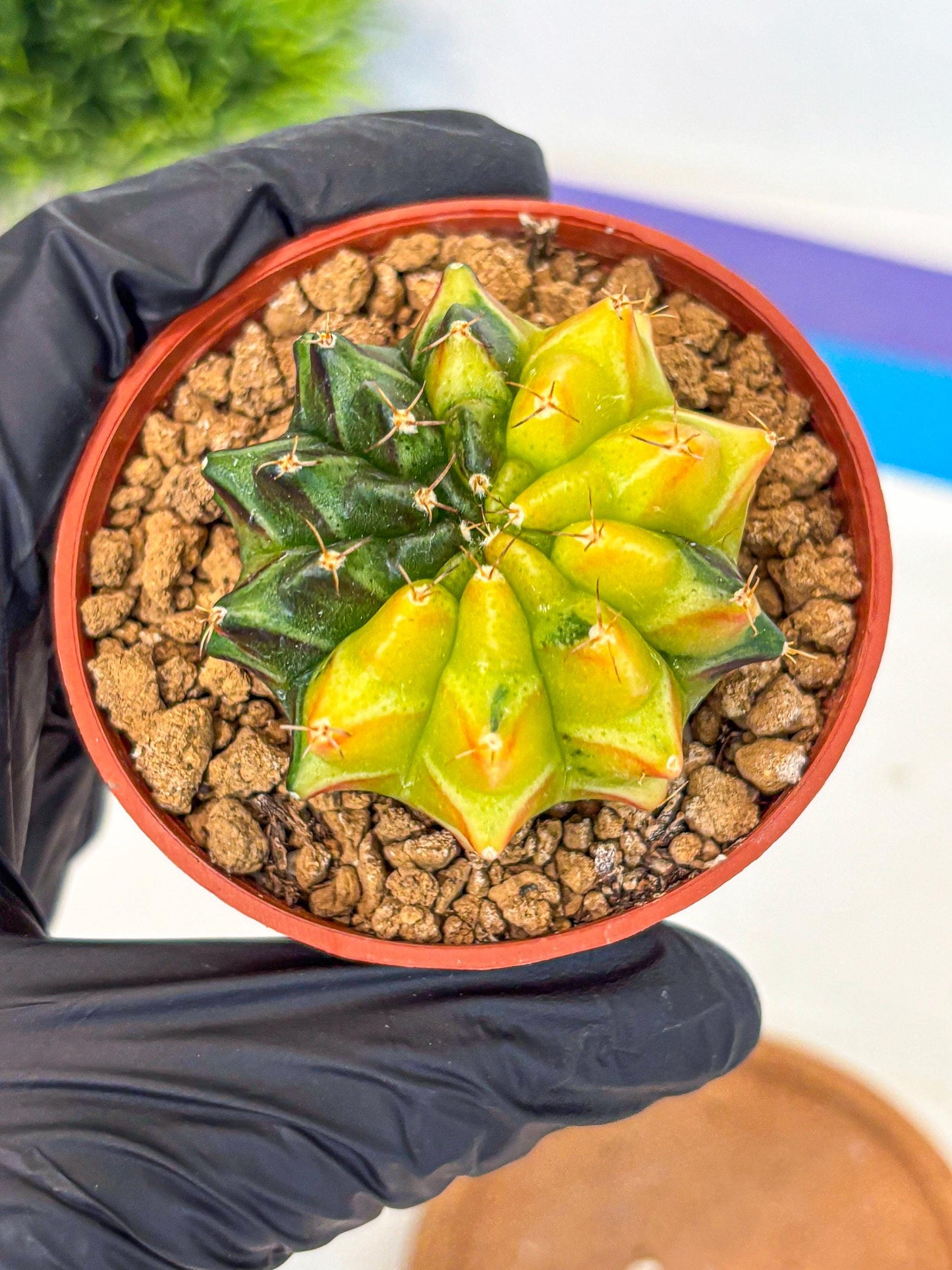 Gymnocalycium Sepia (oo) (bb) | colorful Variegated Cactus
