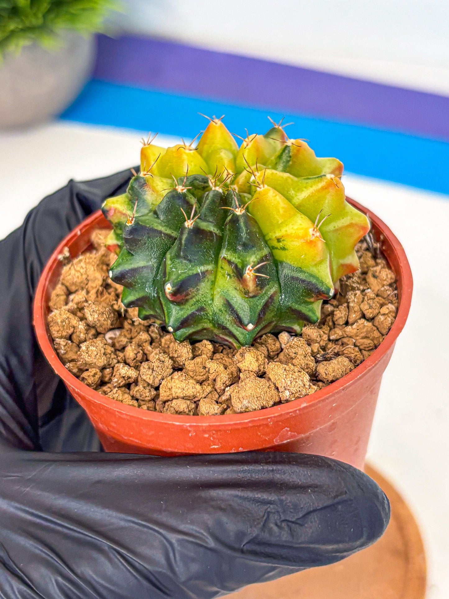 Gymnocalycium Sepia (oo) (bb) | colorful Variegated Cactus