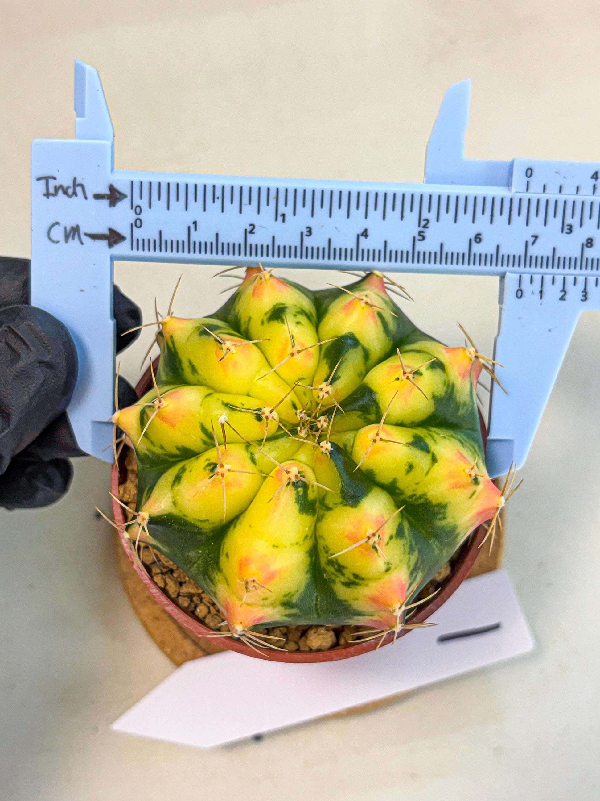 Gymnocalycium Pink Pearl (gy6) (g1) | Special Hybrid cactus
