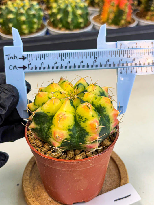 Gymnocalycium Pink Pearl (gy6) (g1) | Special Hybrid cactus