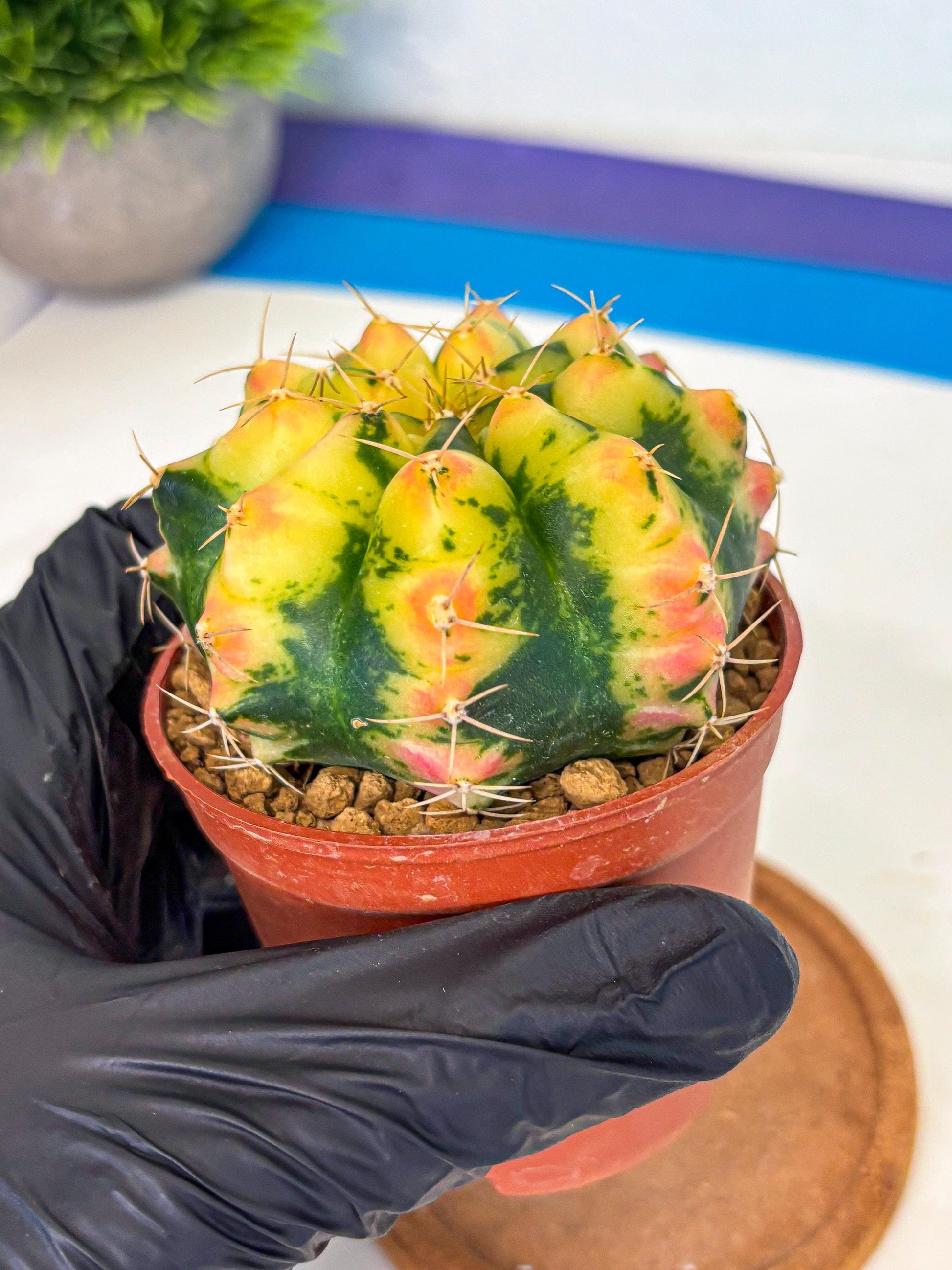 Gymnocalycium Pink Pearl (gy6) (g1) | Special Hybrid cactus
