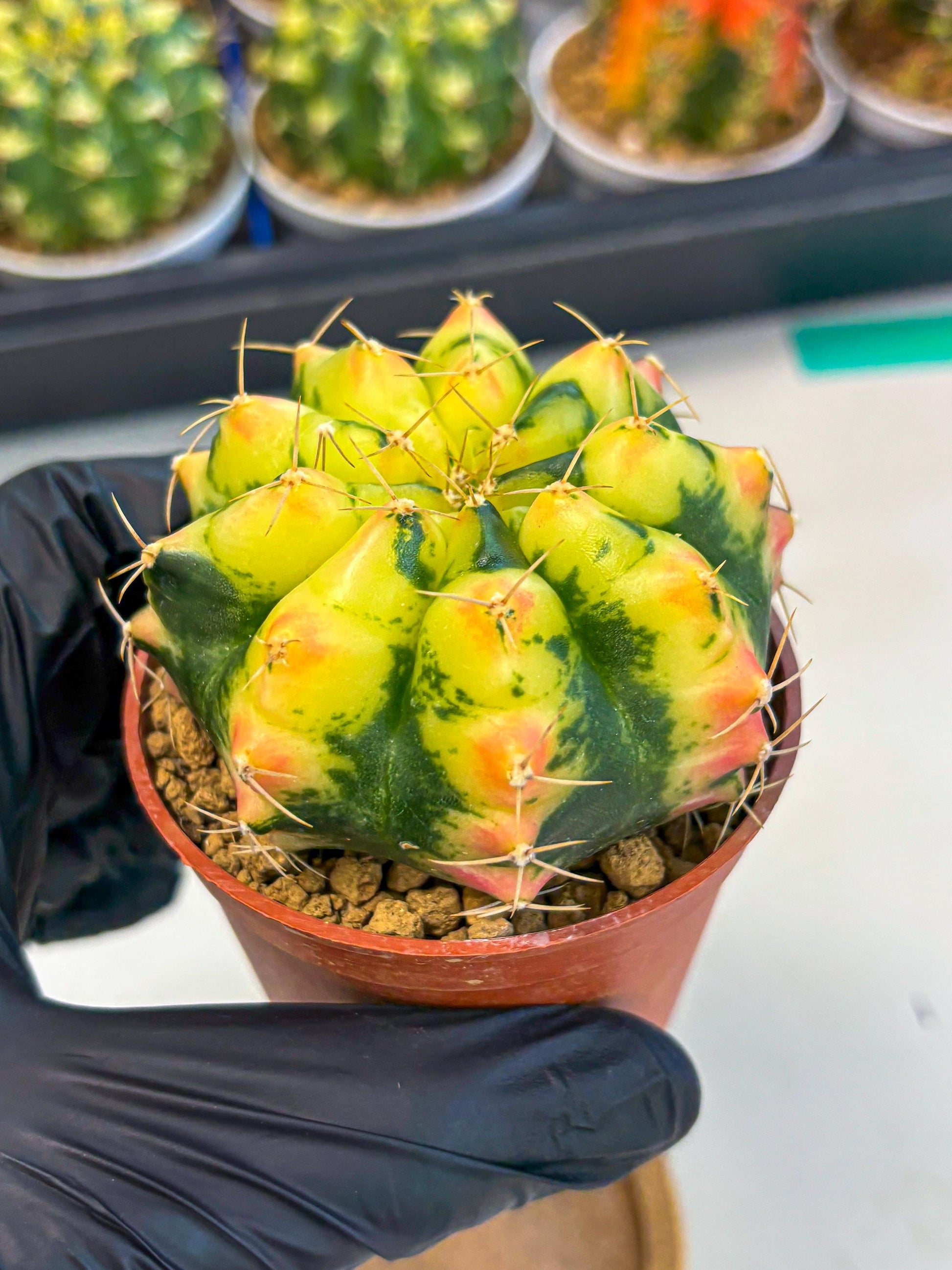 Gymnocalycium Pink Pearl (gy6) (g1) | Special Hybrid cactus