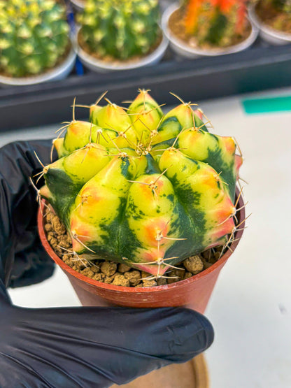 Gymnocalycium Pink Pearl (gy6) (g1) | Special Hybrid cactus