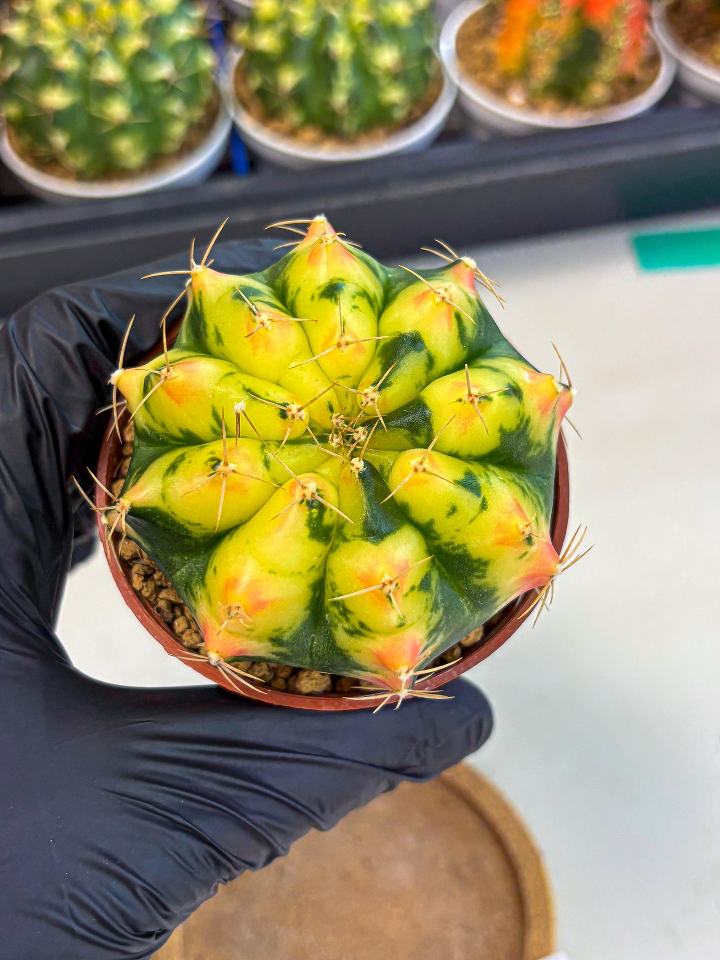 Gymnocalycium Pink Pearl (gy6) (g1) | Special Hybrid cactus