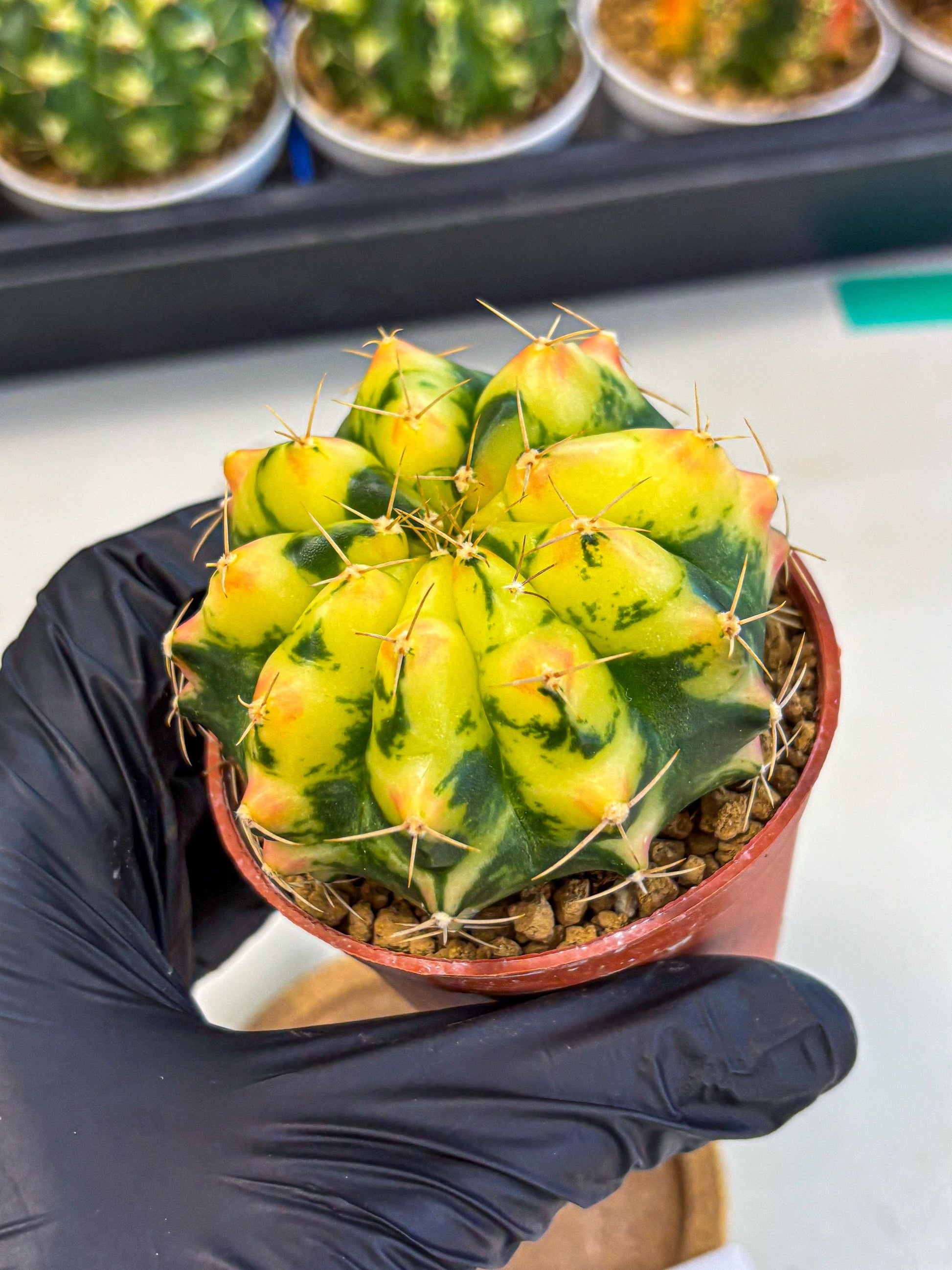 Gymnocalycium Pink Pearl (gy6) (g1) | Special Hybrid cactus