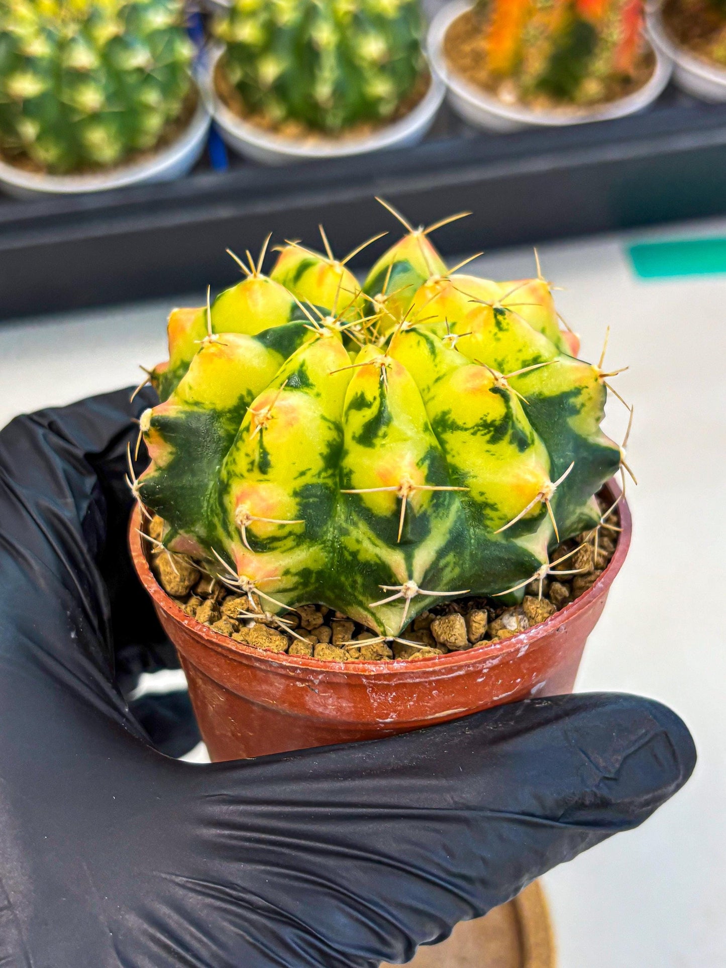 Gymnocalycium Pink Pearl (gy6) (g1) | Special Hybrid cactus