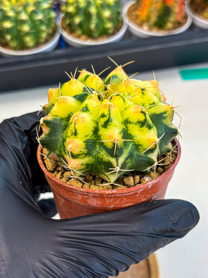 Gymnocalycium Pink Pearl (gy6) (g1) | Special Hybrid cactus