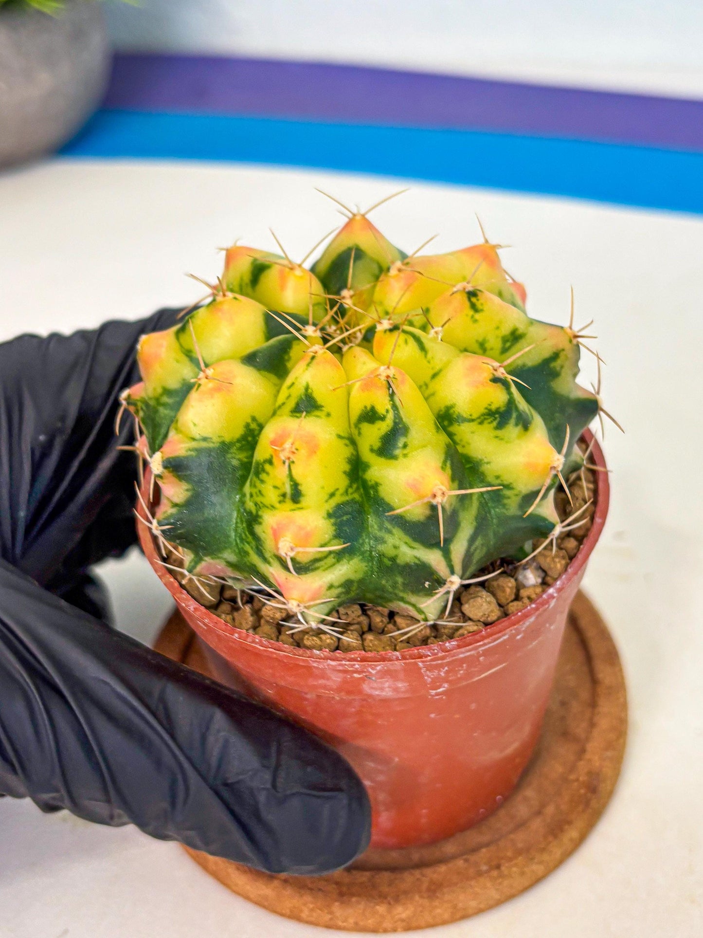 Gymnocalycium Pink Pearl (gy6) (g1) | Special Hybrid cactus