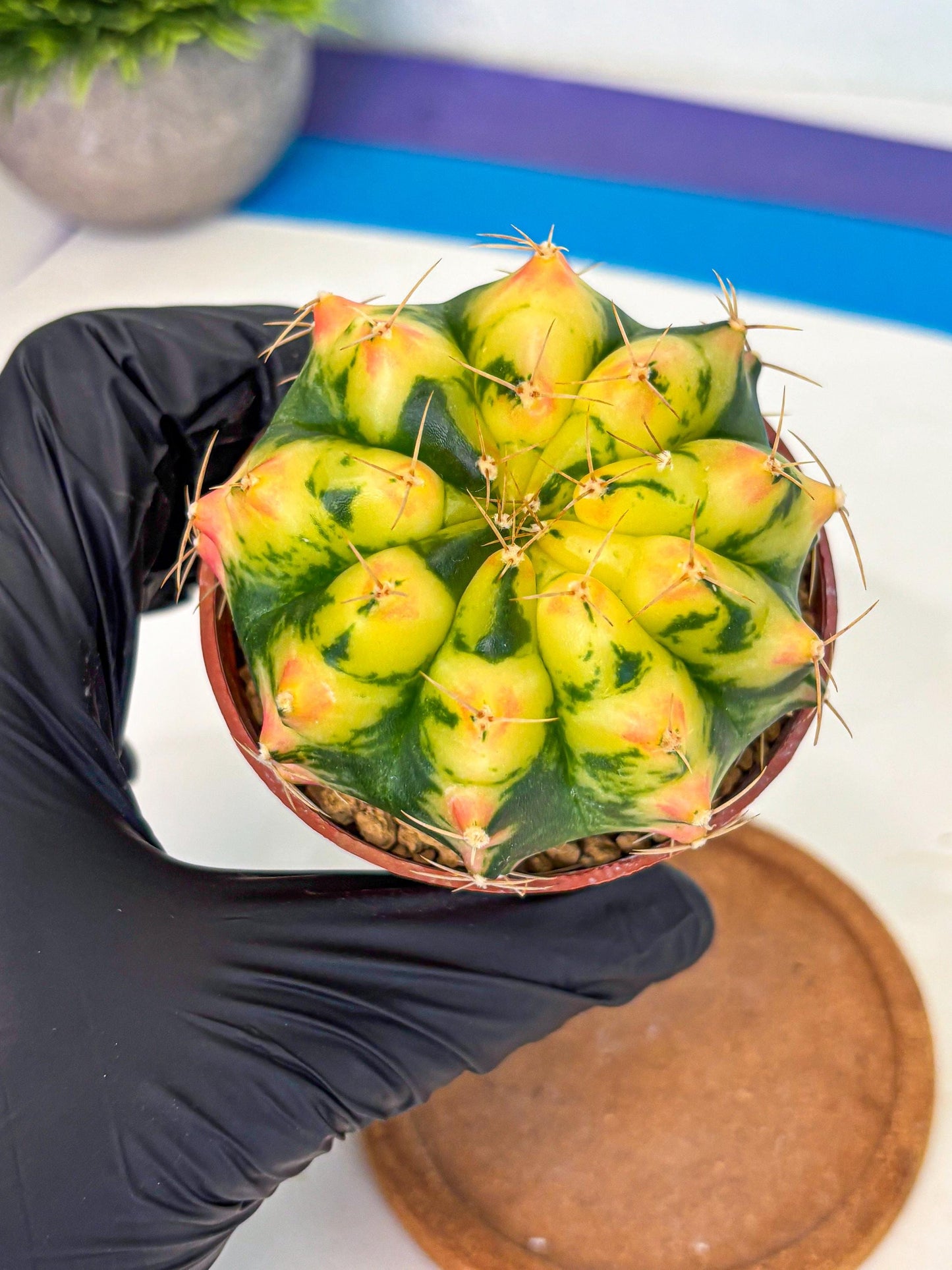 Gymnocalycium Pink Pearl (gy6) (g1) | Special Hybrid cactus