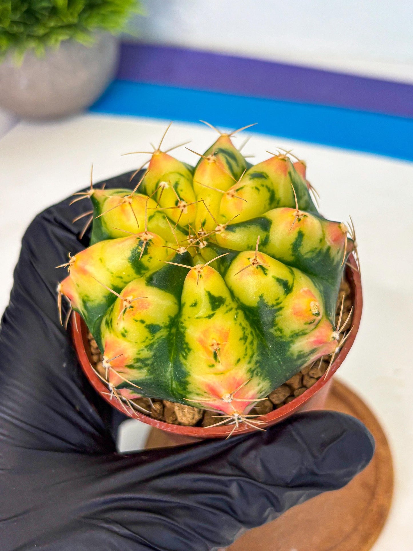 Gymnocalycium Pink Pearl (gy6) (g1) | Special Hybrid cactus