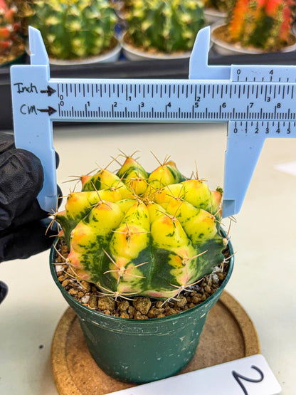 Gymnocalycium Pink Pearl (gy6) (g2) | Special Hybrid cactus