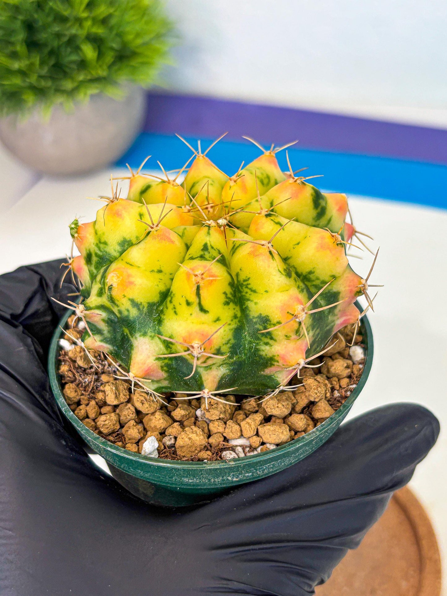Gymnocalycium Pink Pearl (gy6) (g2) | Special Hybrid cactus