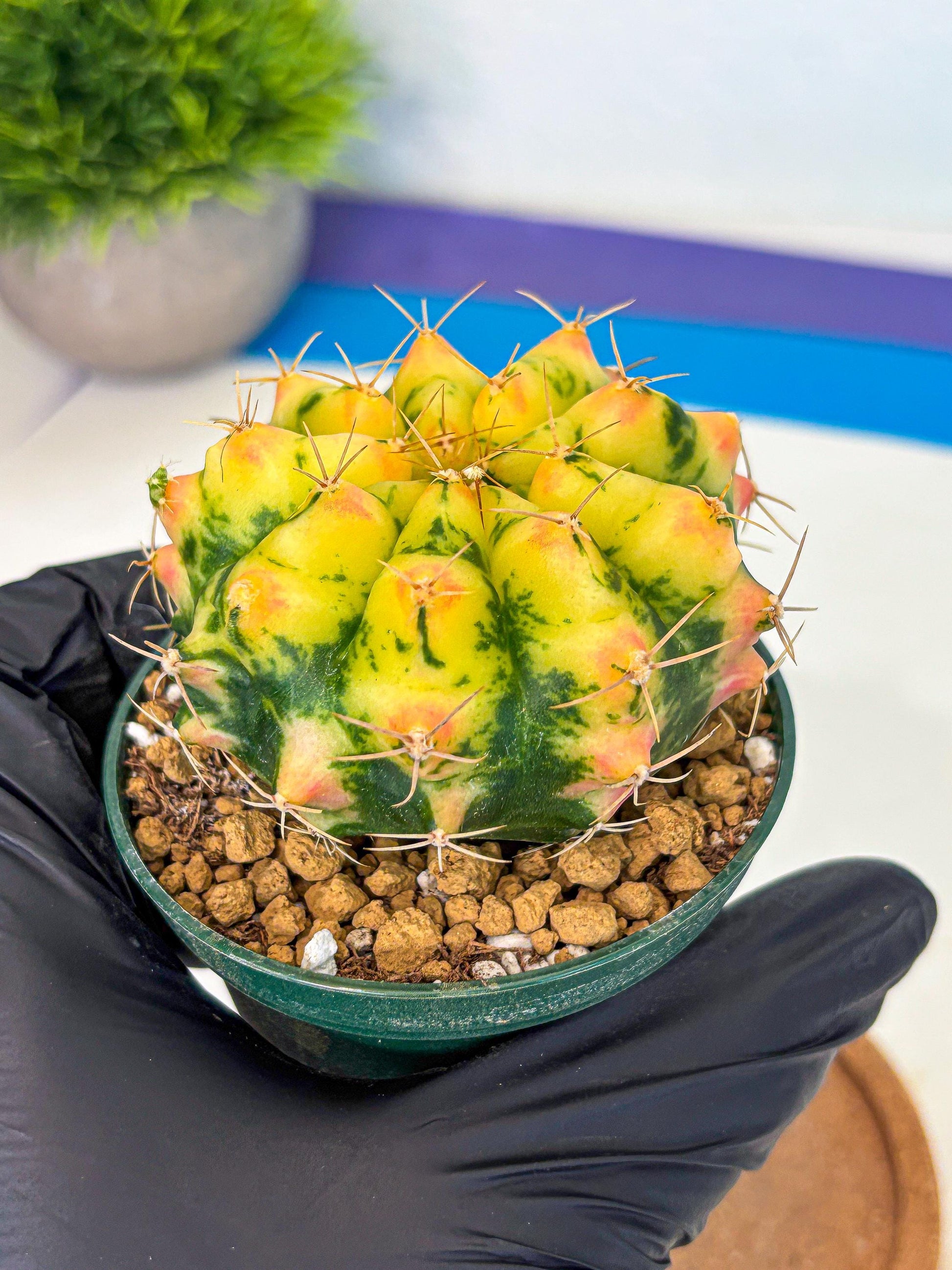 Gymnocalycium Pink Pearl (gy6) (g2) | Special Hybrid cactus