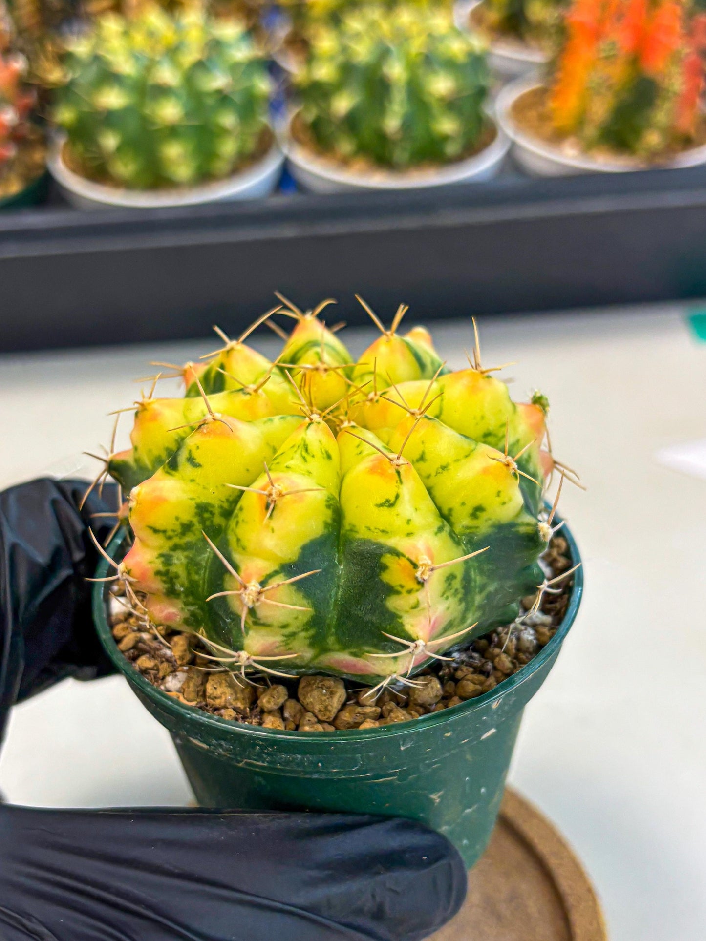 Gymnocalycium Pink Pearl (gy6) (g2) | Special Hybrid cactus
