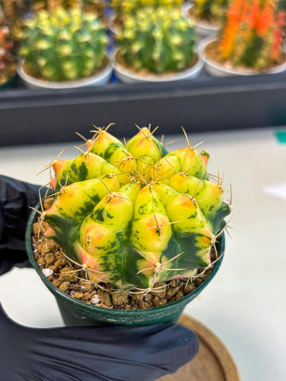 Gymnocalycium Pink Pearl (gy6) (g2) | Special Hybrid cactus