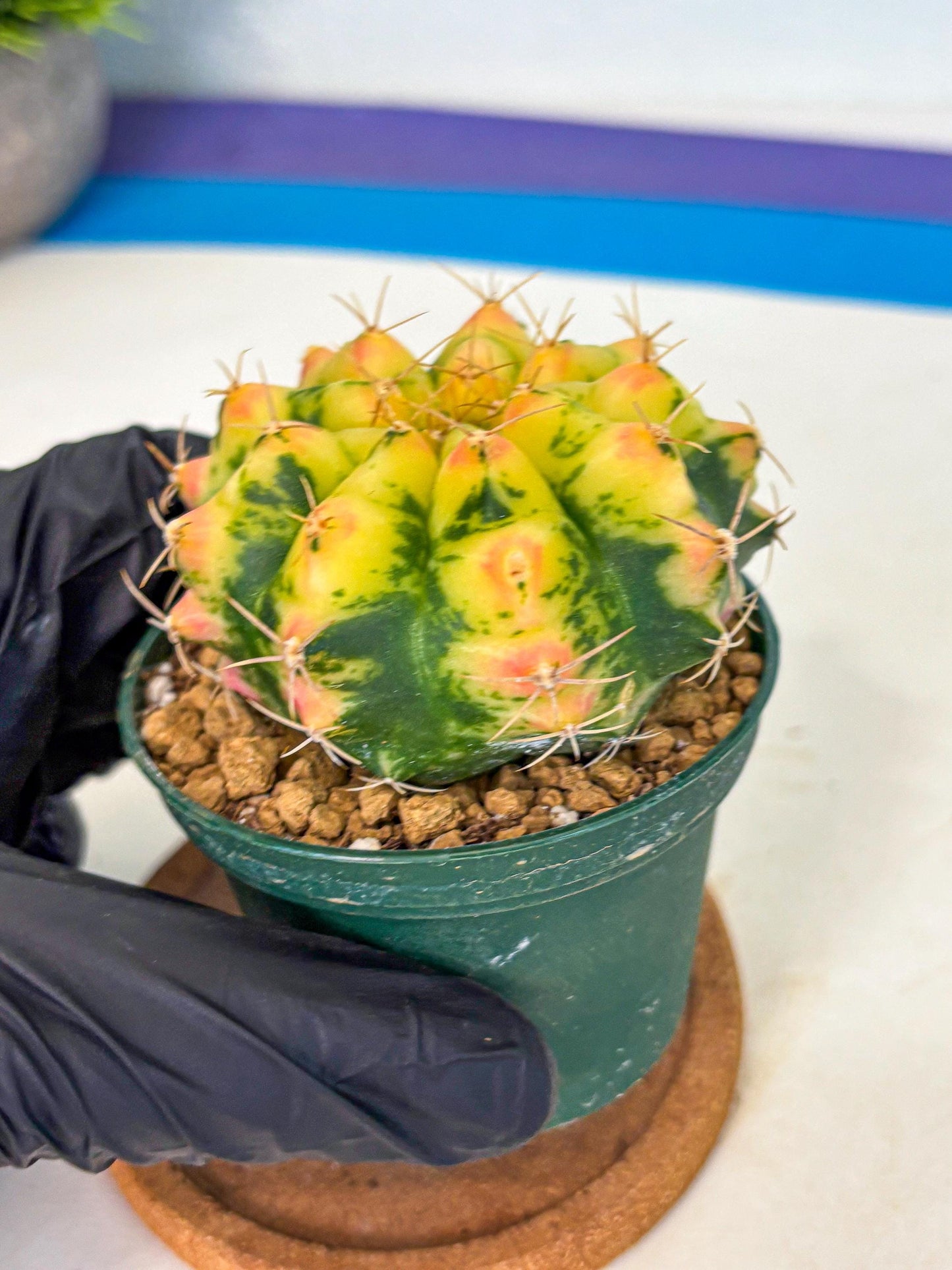 Gymnocalycium Pink Pearl (gy6) (g2) | Special Hybrid cactus