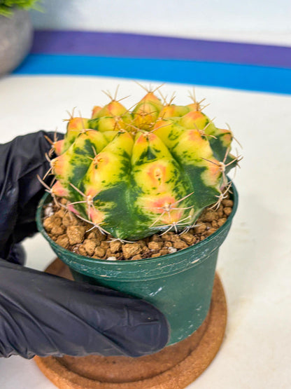 Gymnocalycium Pink Pearl (gy6) (g2) | Special Hybrid cactus