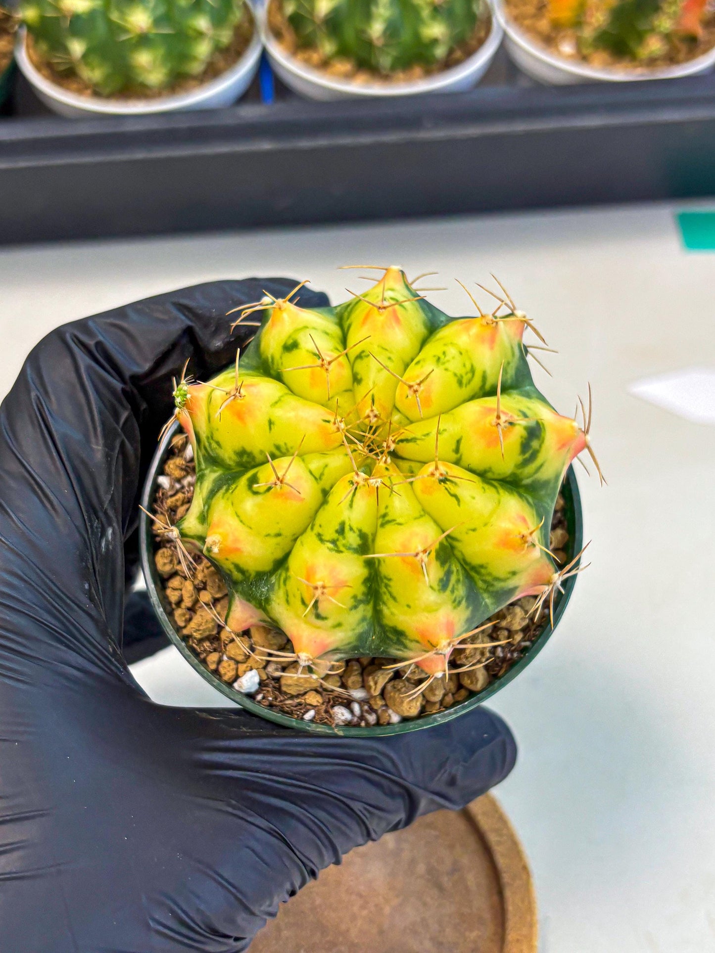 Gymnocalycium Pink Pearl (gy6) (g2) | Special Hybrid cactus