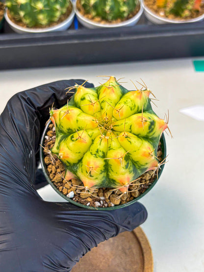 Gymnocalycium Pink Pearl (gy6) (g2) | Special Hybrid cactus