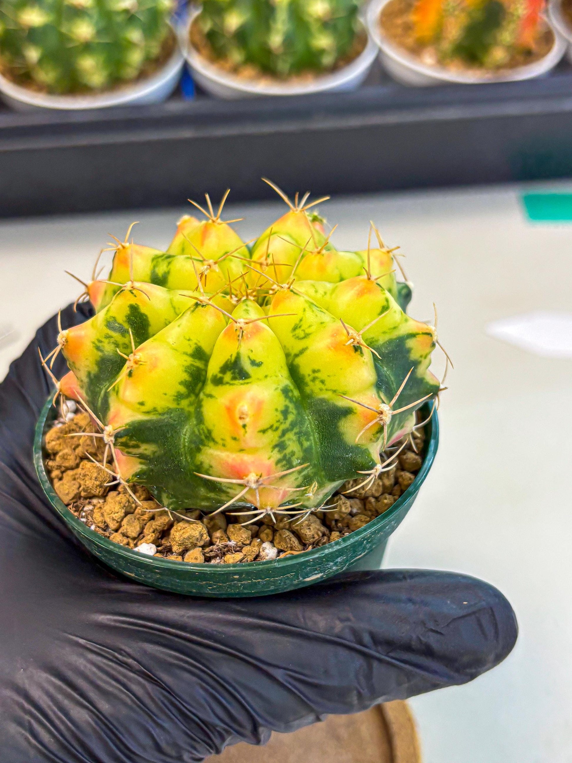 Gymnocalycium Pink Pearl (gy6) (g2) | Special Hybrid cactus