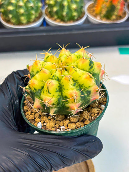 Gymnocalycium Pink Pearl (gy6) (g2) | Special Hybrid cactus