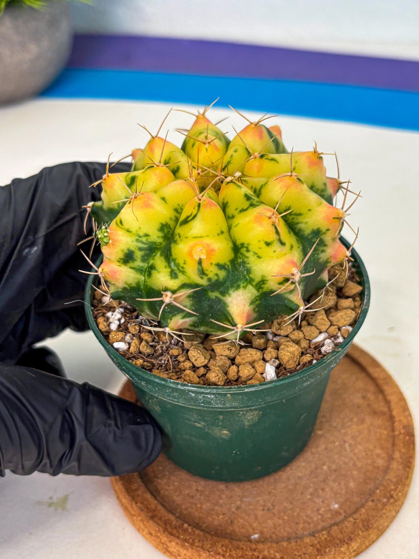 Gymnocalycium Pink Pearl (gy6) (g2) | Special Hybrid cactus