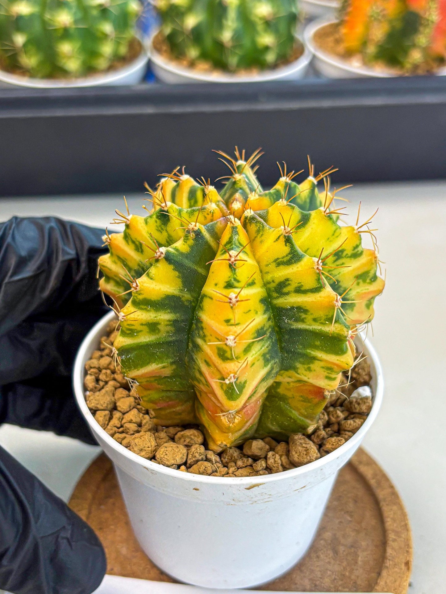 Gymnocalycium Starlight (gy6) (g3) | Rare Hybrid cactus