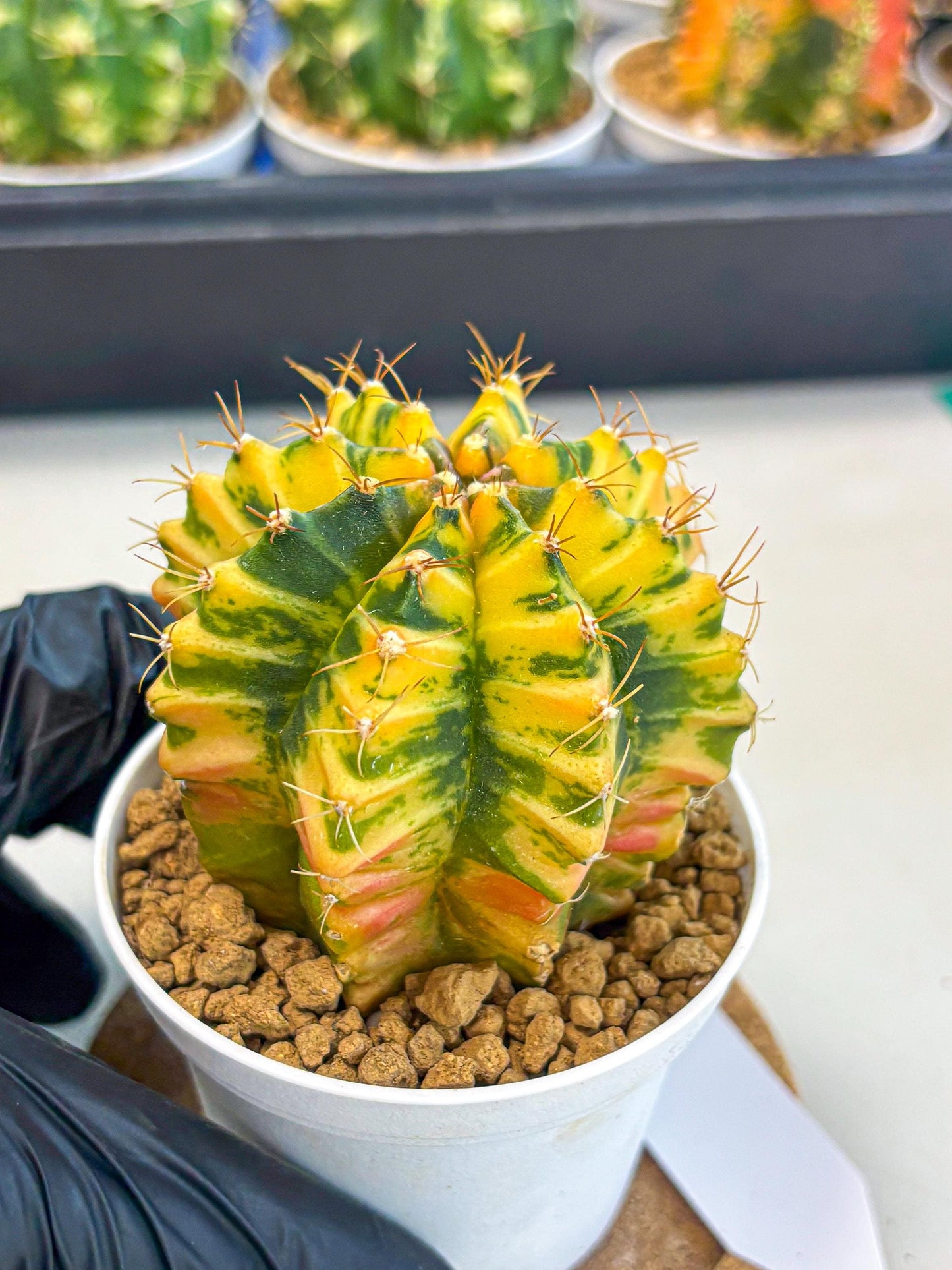 Gymnocalycium Starlight (gy6) (g3) | Rare Hybrid cactus