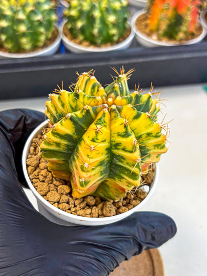 Gymnocalycium Starlight (gy6) (g3) | Rare Hybrid cactus