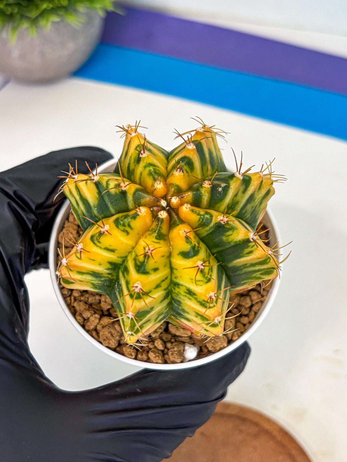 Gymnocalycium Starlight (gy6) (g3) | Rare Hybrid cactus