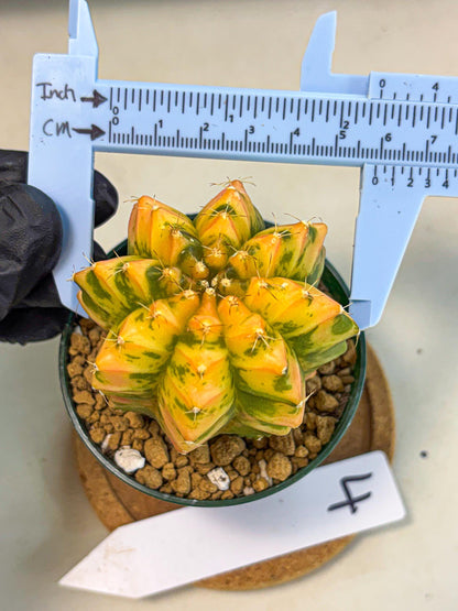 Gymnocalycium Starlight (gy6) (g4) | Rare Hybrid cactus