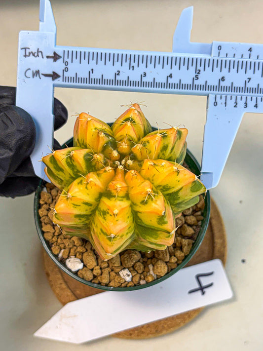 Gymnocalycium Starlight (gy6) (g4) | Rare Hybrid cactus