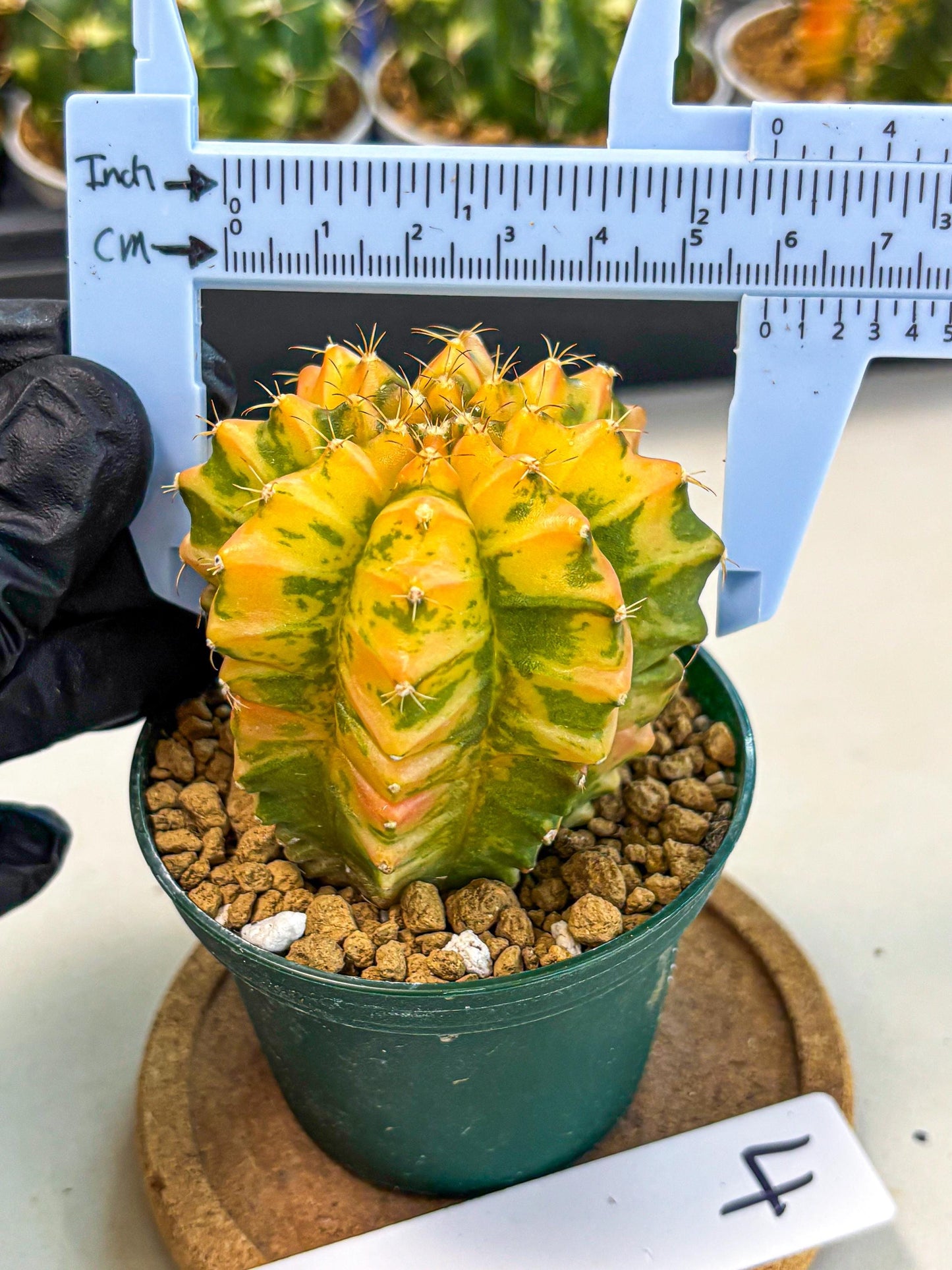 Gymnocalycium Starlight (gy6) (g4) | Rare Hybrid cactus