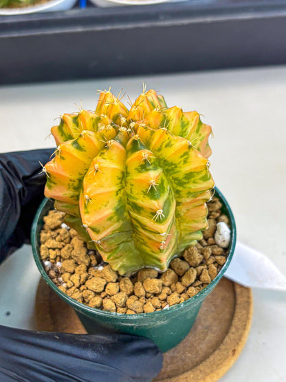 Gymnocalycium Starlight (gy6) (g4) | Rare Hybrid cactus