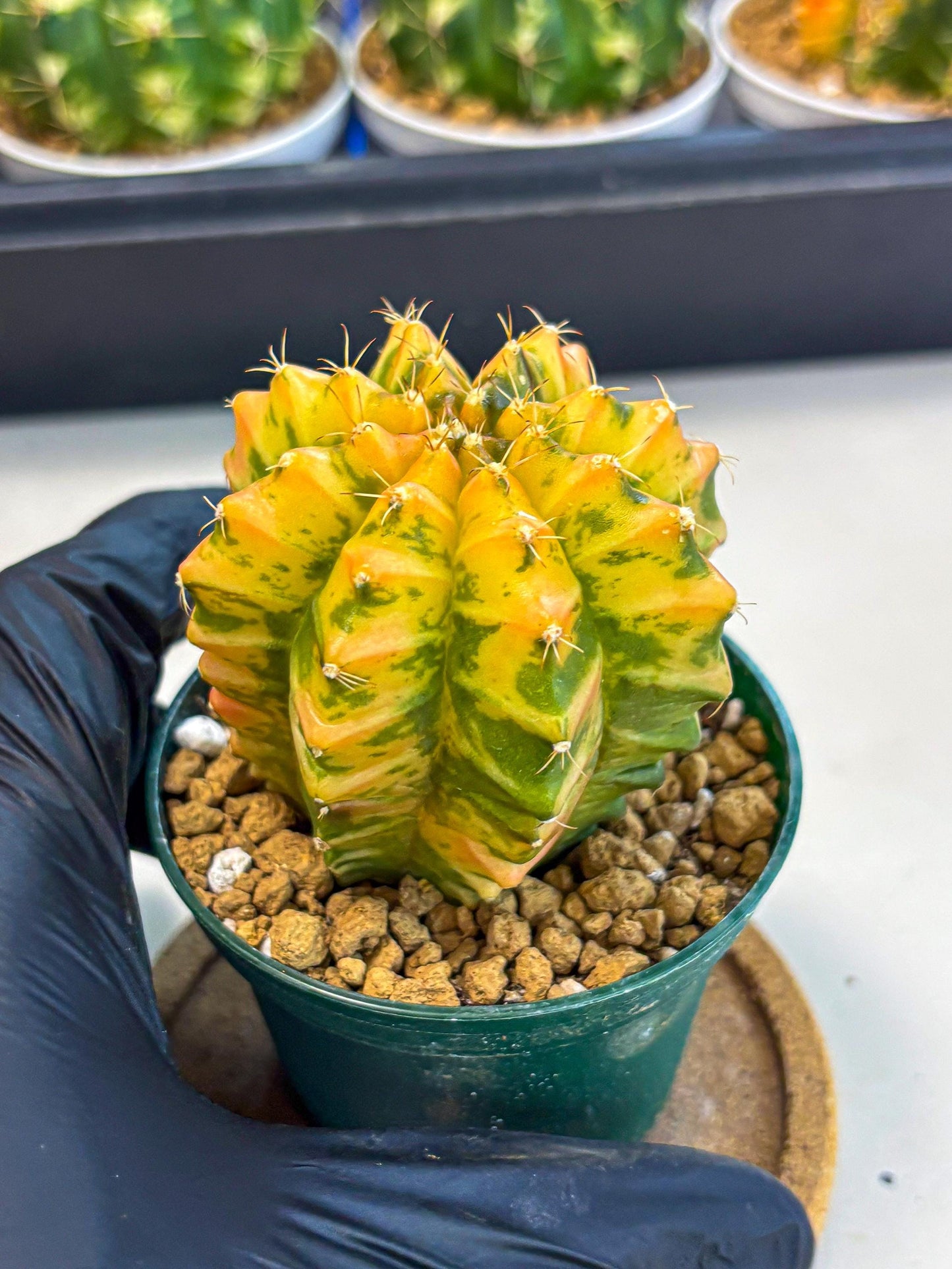 Gymnocalycium Starlight (gy6) (g4) | Rare Hybrid cactus