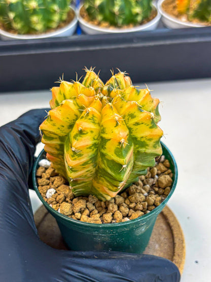 Gymnocalycium Starlight (gy6) (g4) | Rare Hybrid cactus
