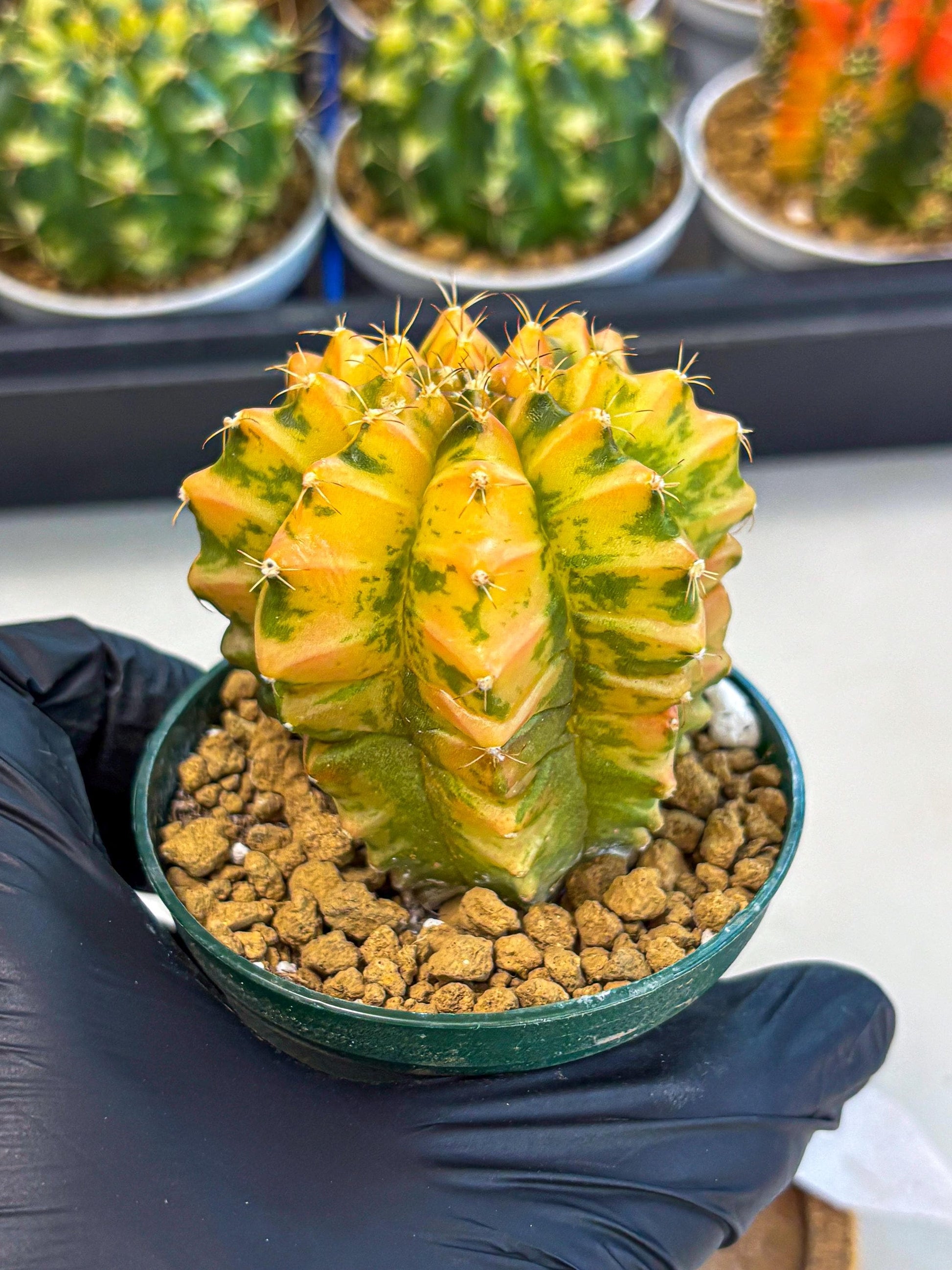 Gymnocalycium Starlight (gy6) (g4) | Rare Hybrid cactus