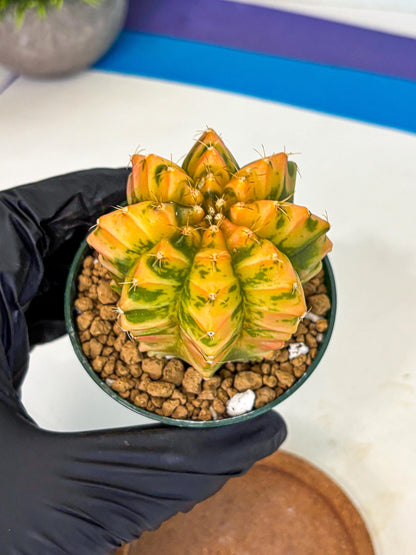 Gymnocalycium Starlight (gy6) (g4) | Rare Hybrid cactus