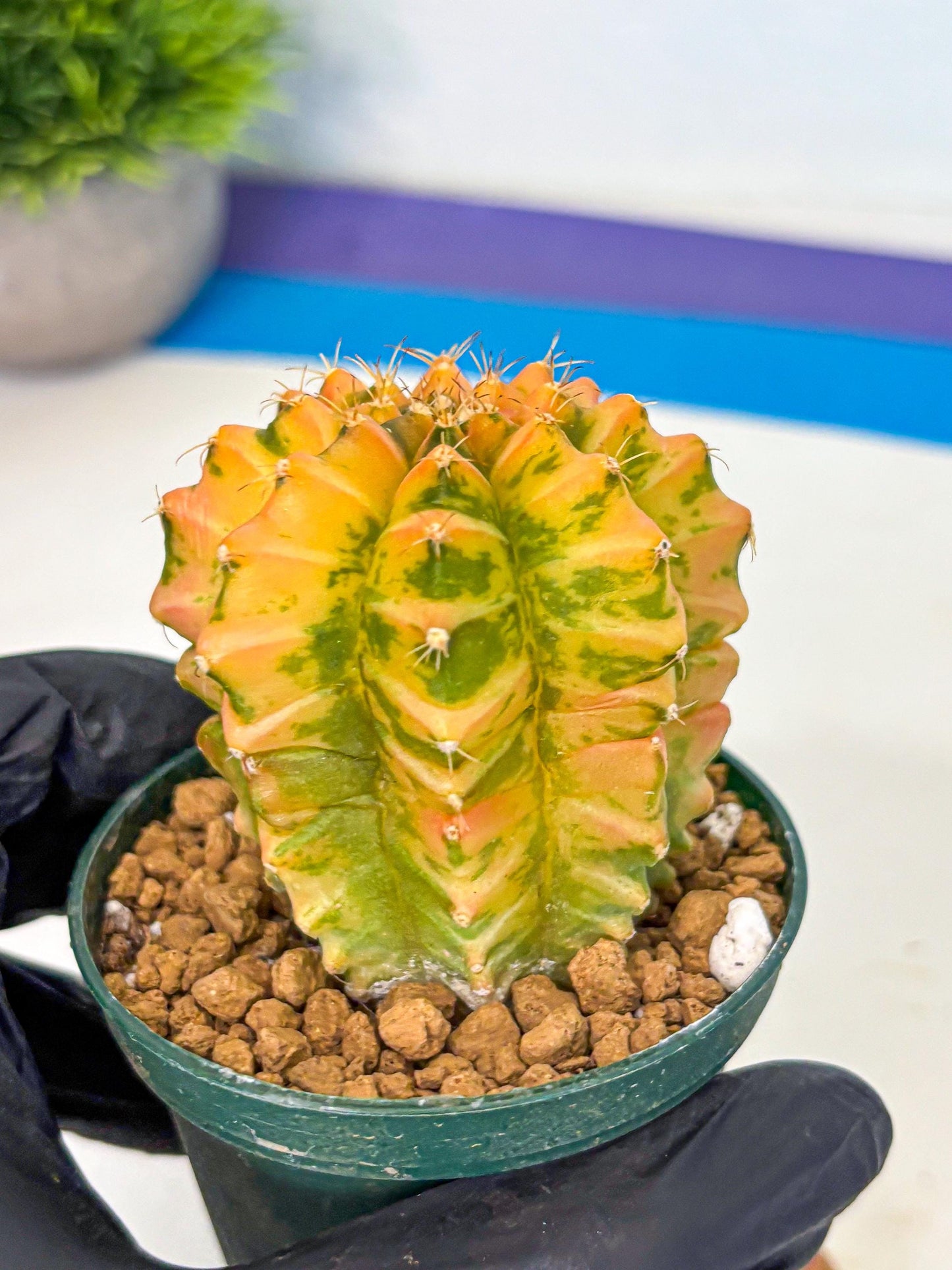 Gymnocalycium Starlight (gy6) (g4) | Rare Hybrid cactus