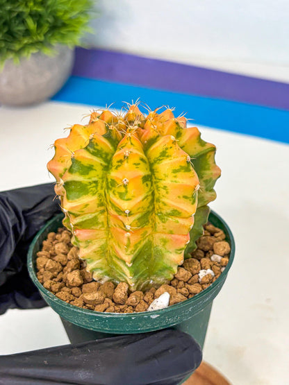 Gymnocalycium Starlight (gy6) (g4) | Rare Hybrid cactus