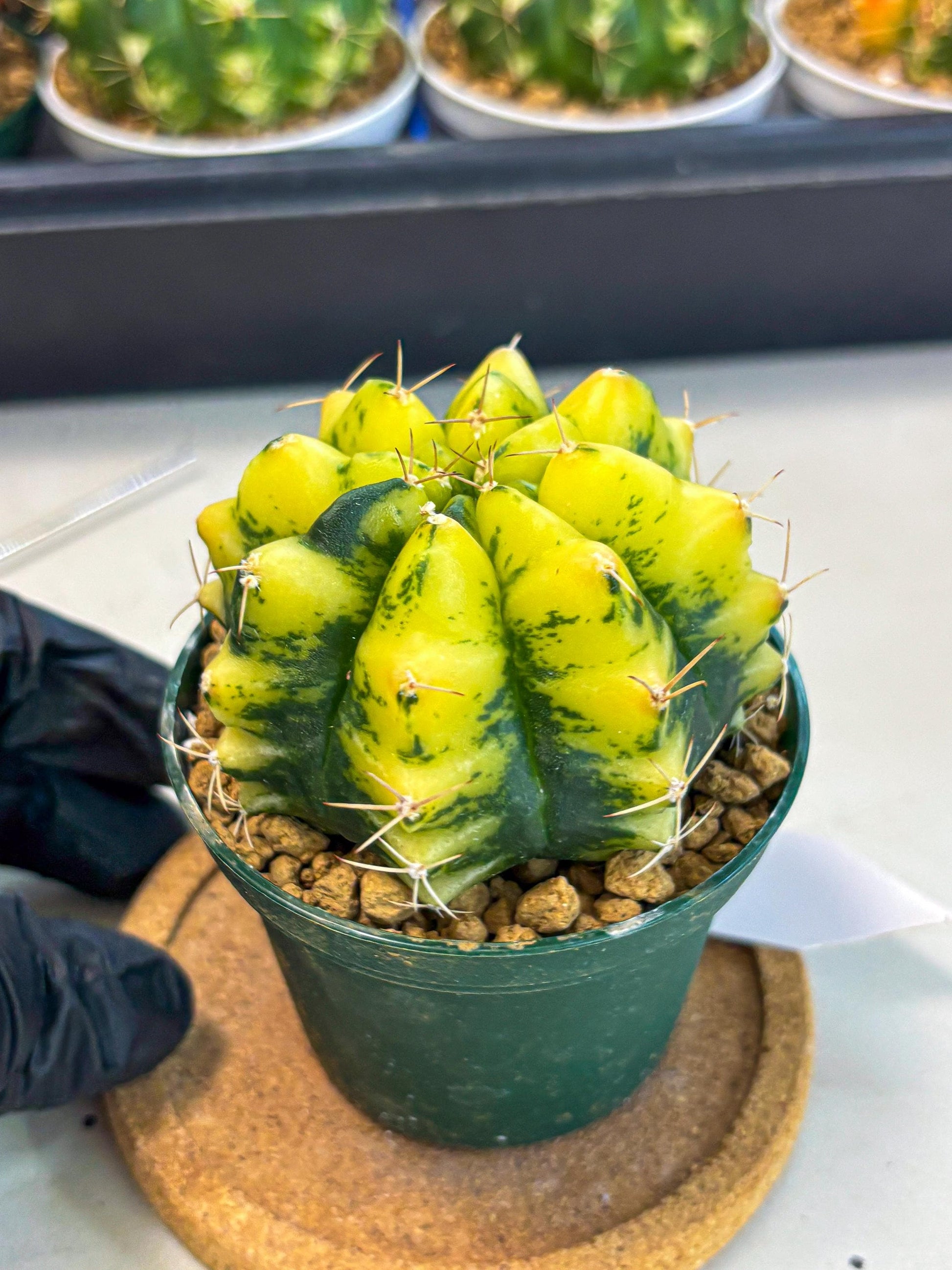 Gymnocalycium Moon Lover (gy6) (g5) | Special Hybrid cactus