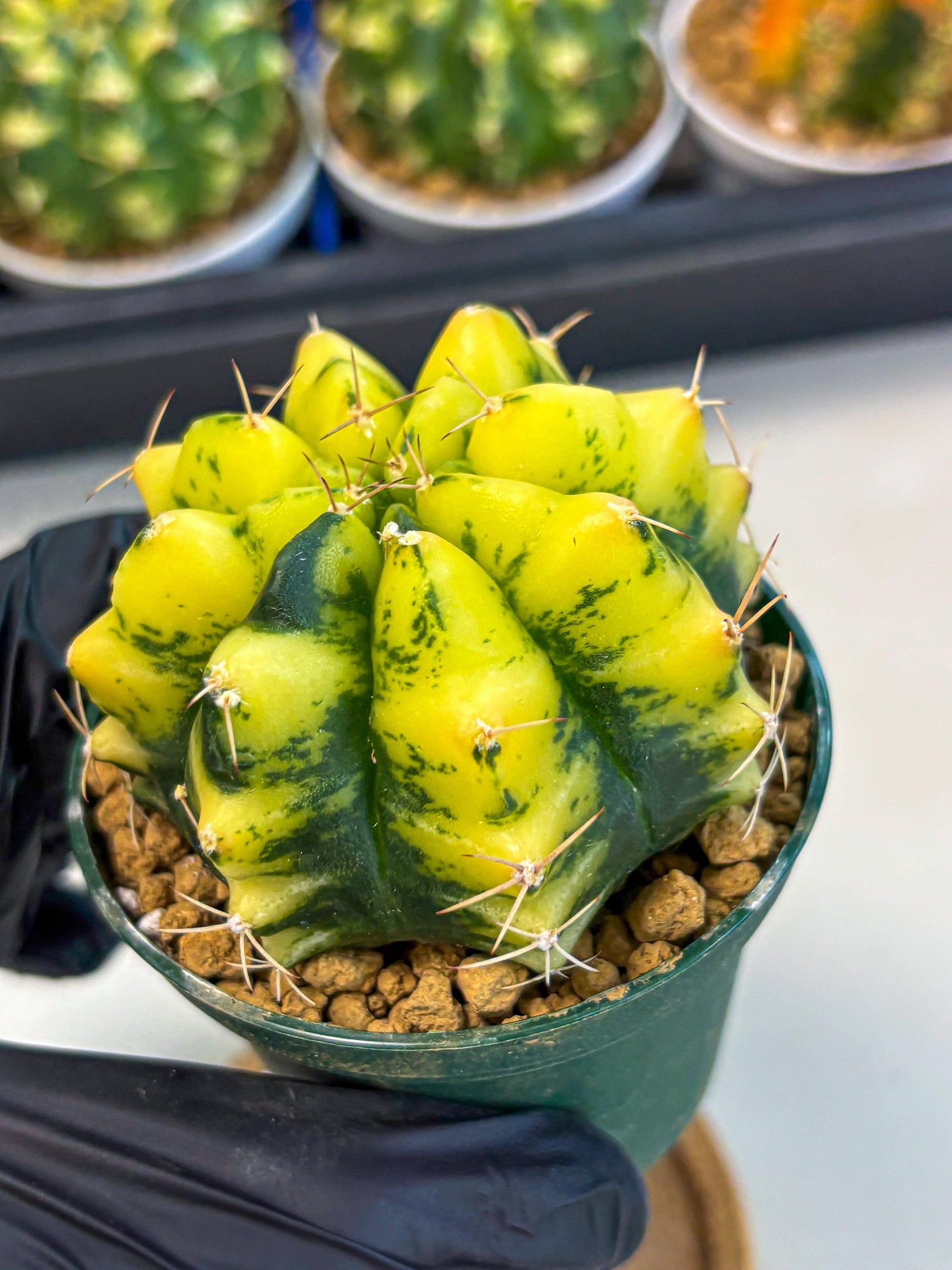Gymnocalycium Moon Lover (gy6) (g5) | Special Hybrid cactus