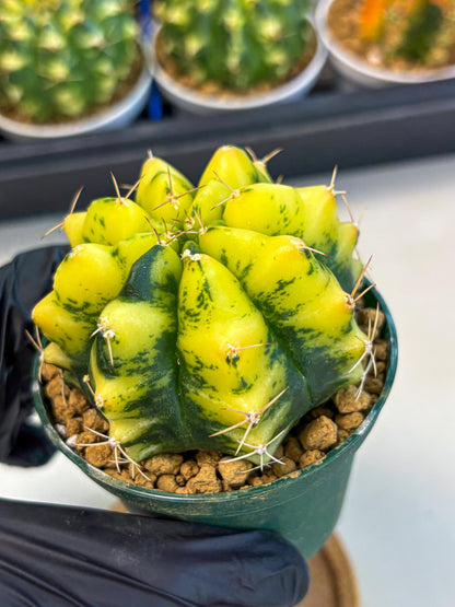 Gymnocalycium Moon Lover (gy6) (g5) | Special Hybrid cactus