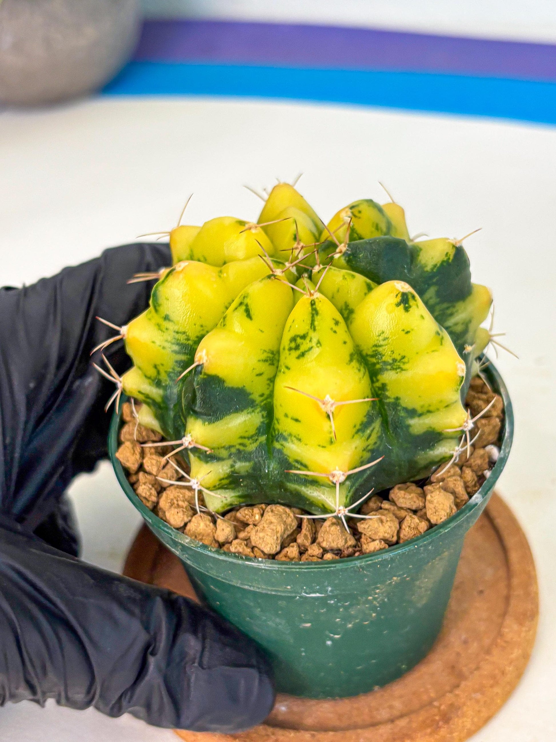 Gymnocalycium Moon Lover (gy6) (g5) | Special Hybrid cactus