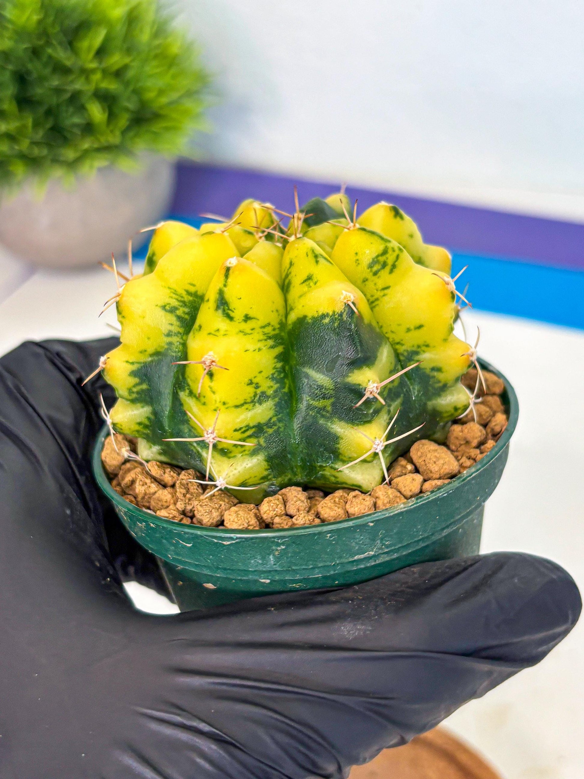 Gymnocalycium Moon Lover (gy6) (g5) | Special Hybrid cactus