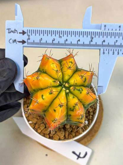 Gymnocalycium Carnelian (gy6) (g7) | Rare Hybrid cactus